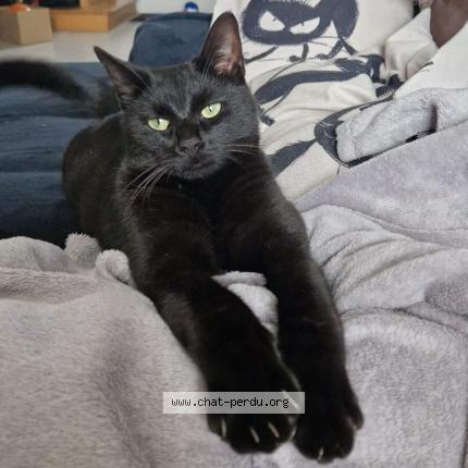 Photo de chat perdu à Vincey