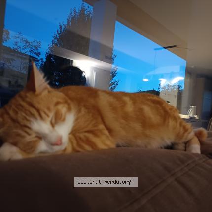 Photo de chat perdu à Colomiers