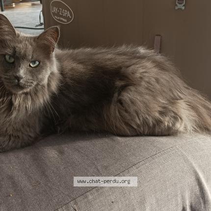 Photo de chat perdu à Migne Auxances