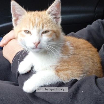 Photo de chat trouvé à Entre Deux Guiers