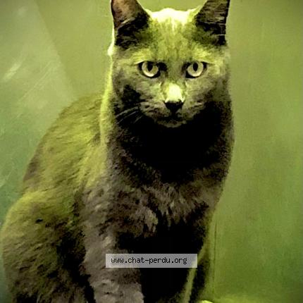 Photo 1/1 Grizou Chat perdu à Boulogne billancourt