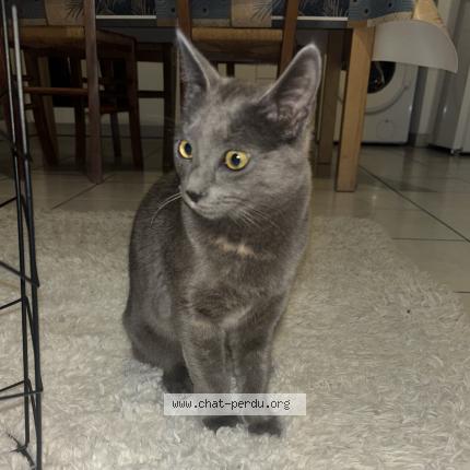 Photo de chat perdu à Venissieux