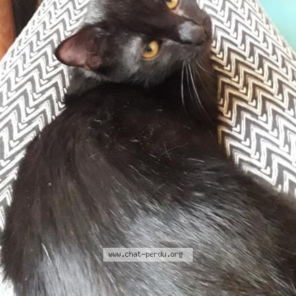 Photo 1/1 Chat retrouvé Perdu à Saint etienne de crossey
