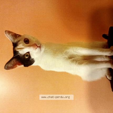 Photo de chat perdu à Sigournais