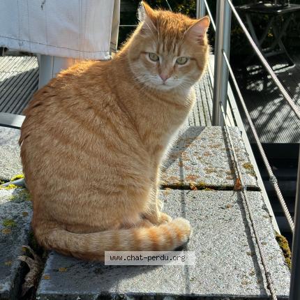 Photo de chat perdu à Roussillon