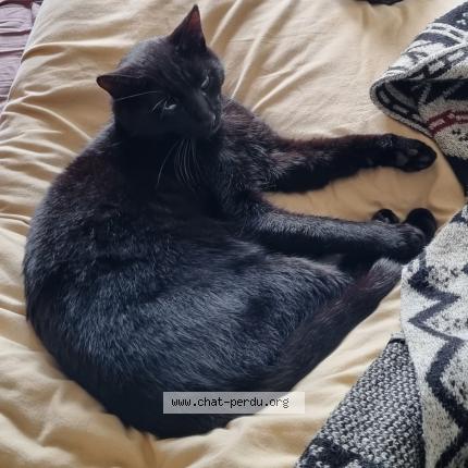 Photo de chat perdu à Nozay