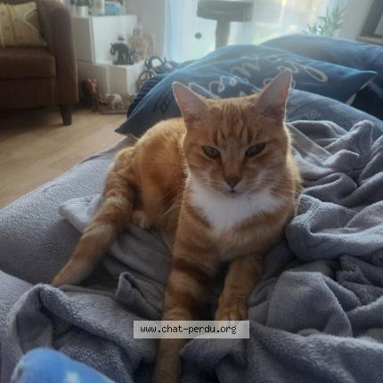 Photo de chat perdu à Denee