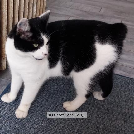 Photo de chat perdu à Prudemanche