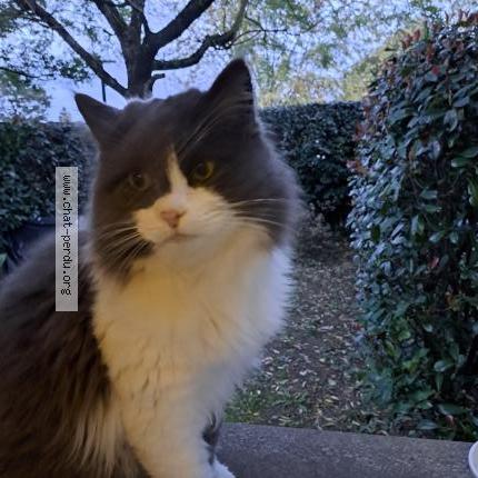 Photo 1/2 Chat retrouvé Trouvé à Saint vincent de tyrosse