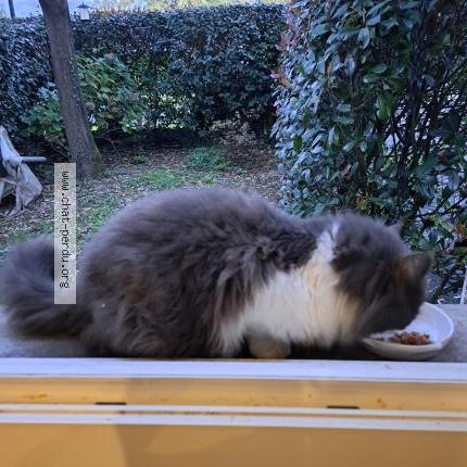 Photo 2/2 Chat retrouvé Trouvé à Saint vincent de tyrosse