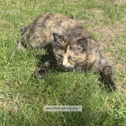 Photo de chat perdu à Toulouse