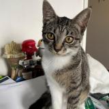 Photo de chat perdu à La Celle Saint Cloud