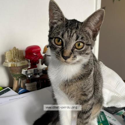 Photo 1/1 Chat retrouvé Perdu à La celle saint cloud