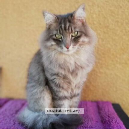 Photo 1/1 Chat retrouvé Perdu à Montpellier
