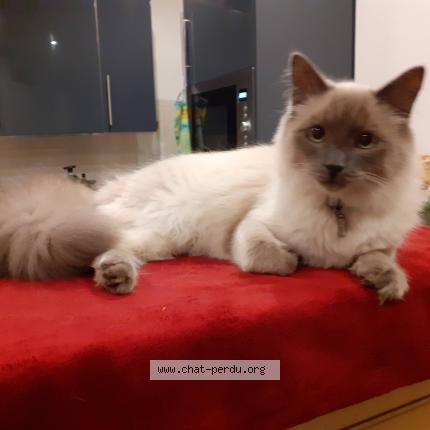 Photo 1/1 Chat retrouvé Perdu à Vitry Sur Seine