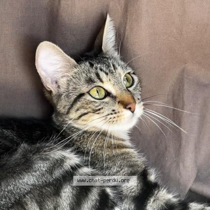 Photo 1/1 Uranium Chat perdu à Villereal