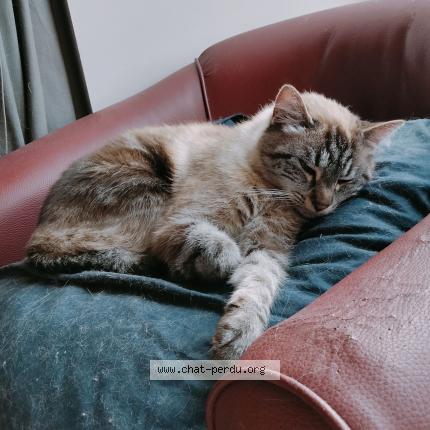 Photo 2/2 Charlie Chat perdu à Chateau gontier