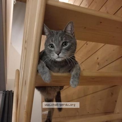 Photo de chat perdu à Figeac
