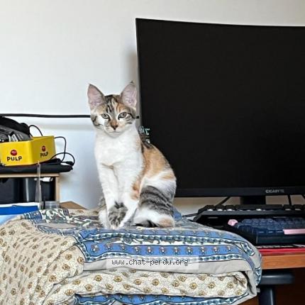 Photo de chat perdu à Limoges
