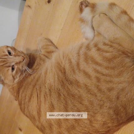 Photo de chat perdu à Mireval Lauragais