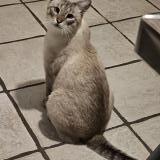 Photo de chat perdu à Saint Andre De Bage