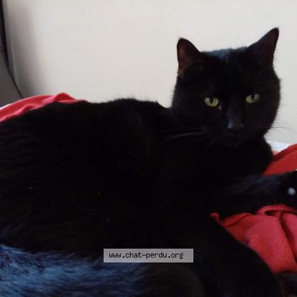 Photo 1/1 Chat retrouvé Perdu à Nantes