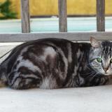 Photo de chat perdu à La Ciotat