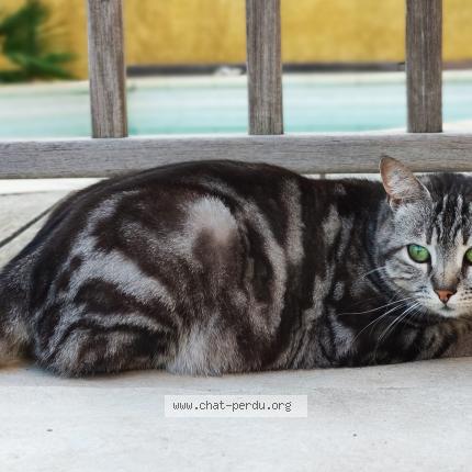 Photo 1/1 Chat retrouvé Perdu à La ciotat