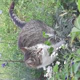 Photo de chat perdu à Moulay