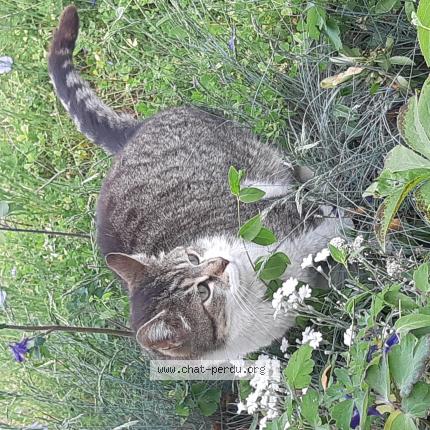 Photo 1/1 Chat retrouvé Perdu à Moulay