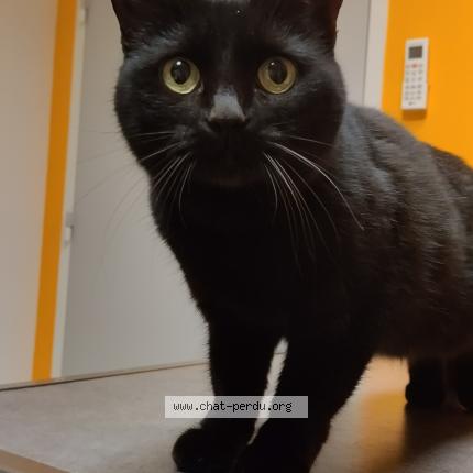 Photo 1/1 Chat retrouvé Trouvé à Rennes