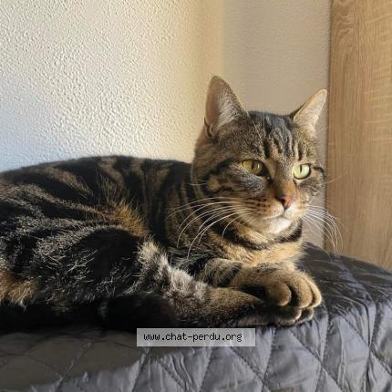 Photo de chat perdu à Villers Les Nancy