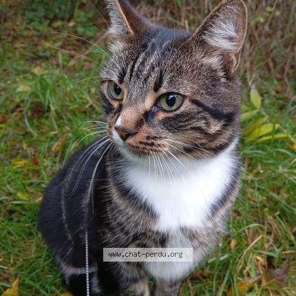 Photo de chat perdu à Vannes