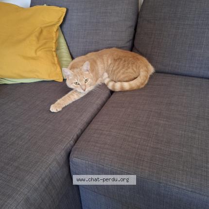 Photo de chat perdu à Tours