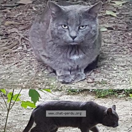Photo de chat perdu à Montpellier