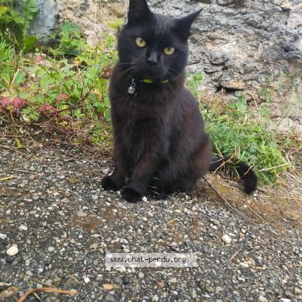 Photo 1/1 Chat retrouvé Perdu à Drumettaz