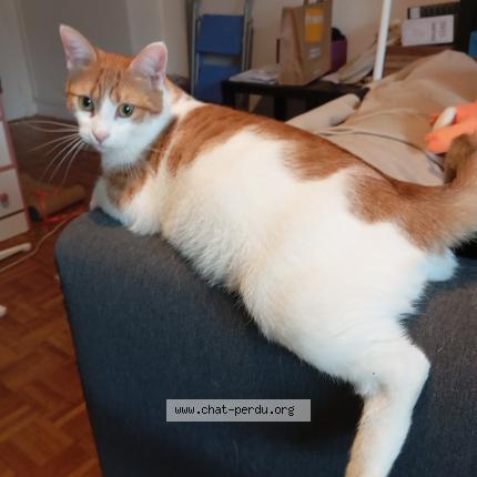 Photo 1/1 Chat retrouvé Perdu à Rennes