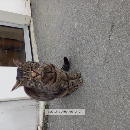 Photo de chat trouvé à Suippes