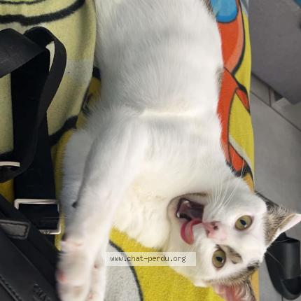 Photo de chat perdu à Armentieres