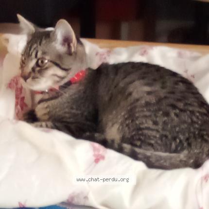 Photo de chat perdu à Grenoble