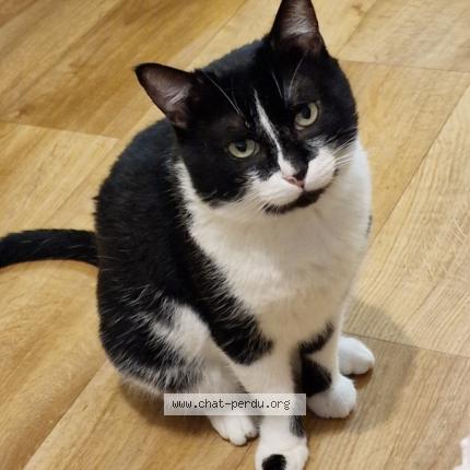 Photo de chat perdu à Falaise