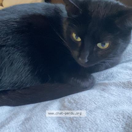 Photo 1/1 Tempête Chat perdu à Orbey