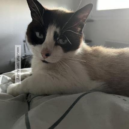 Photo de chat perdu à Clef Vallee D Eure