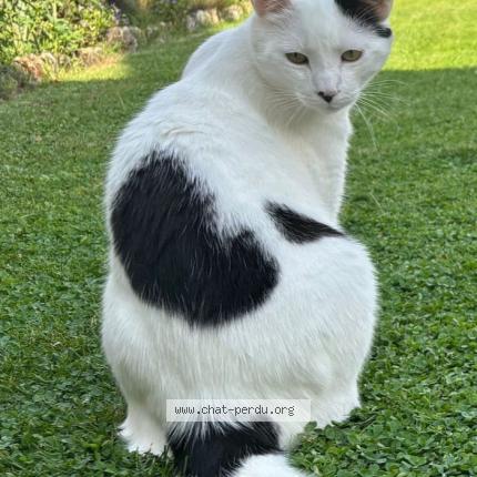 Photo de chat perdu à Bruyeres Et Montberault