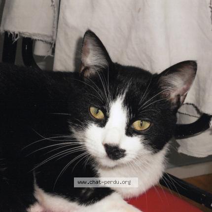 Photo de chat perdu à Surtauville