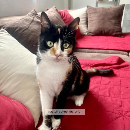 Photo de chat perdu à Nanterre