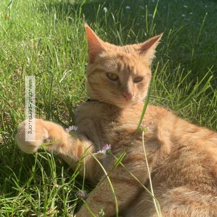 Photo de chat perdu à Saint Gereon