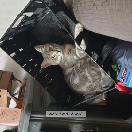 Photo de chat perdu à Lagny Sur Marne