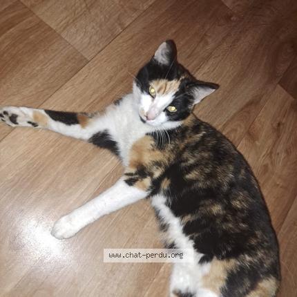 Photo 1/1 Chat retrouvé Perdu à Combourg