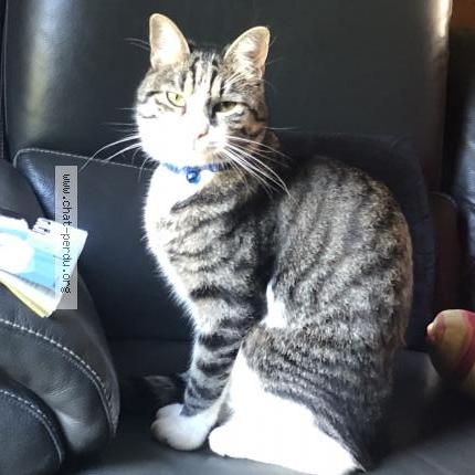 Photo 1/1 Chat retrouvé Perdu à Pezenas